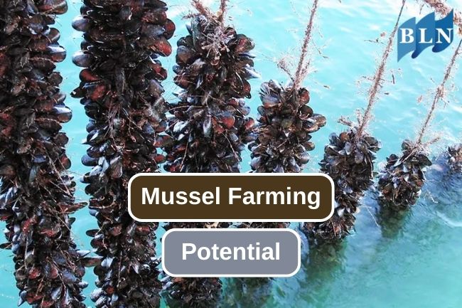 Learn the Opportunities of Mussel Farming Business